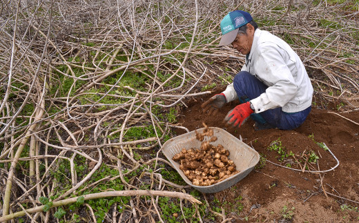 白金の森農園栽培 菊芋チップス 計600g
