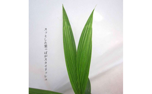 観葉植物 ココヤシ 福岡県糸島市 ふるさと納税 ふるさとチョイス