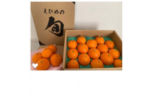 特別栽培の愛果28号（まどんな）10kg箱 優品良品【紅まどんなと同品種】30ぬたぬきの柑橘