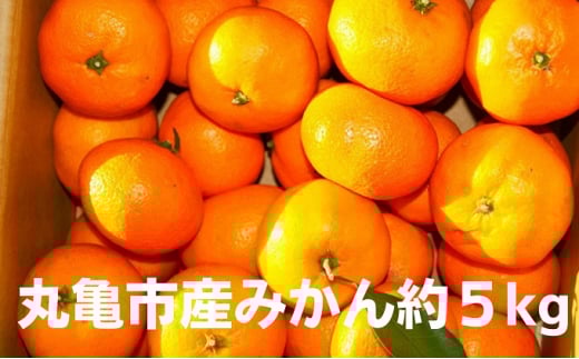 [先行予約]みかん 約5kg 約10kg 柑橘 ミカン 蜜柑 オレンジ 果物 くだもの フルーツ 果実 ギフト 贈答用 プレゼント 11月〜 順次発送 香川県 丸亀市