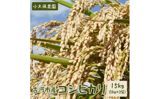 AS03_【令和5年産新米】古河市産 コシヒカリ15kg【小久保農園】 - 茨城