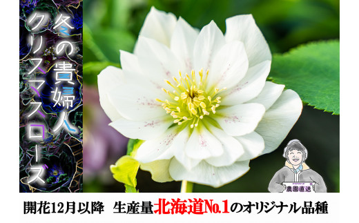 先行予約】クリスマスローズ 鉢植え 氷の薔薇 カルロッタ 開花株5号 お