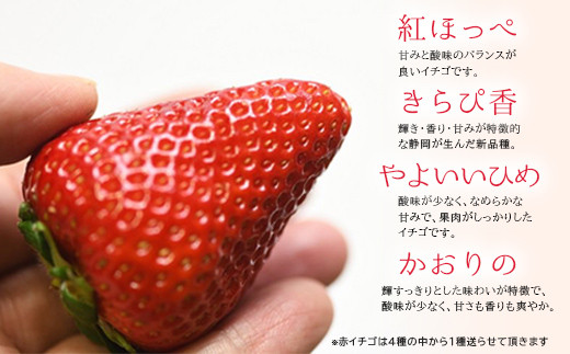 １０５８ 掛川産「厳選・大粒 赤＆白イチゴ」セット 令和５年１月中旬 
