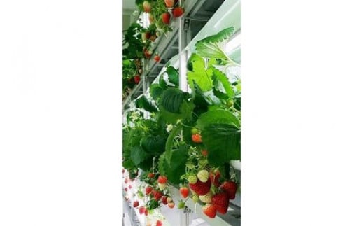 【定期便】安心安全な植物工場の美味しいイチゴ　魁　2ヶ月コース 699809 - 栃木県足利市