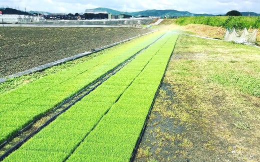 福岡県香春町産 夢つくし 大自然米 無洗米 計900g（450g×2個）