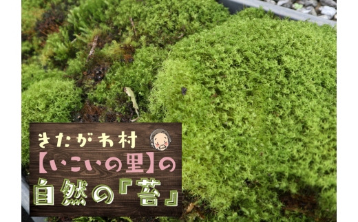 高知県北川村のふるさと納税 ＜応援してください＞「いこいの里」の自生苔