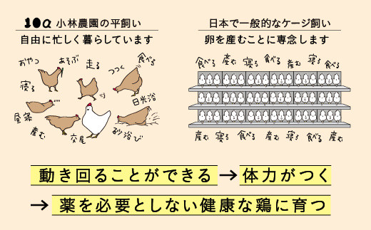 こだわりの無投薬・平飼い有精卵 ５０個セット - 北海道厚真町