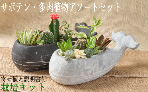 サボテン多肉植物の小苗アソートセットＷーＳ（棘なし） 【寄せ植え