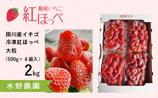 2022発売 冷凍苺24kg(500g×48袋） 佐賀県産 ジャムかき氷スムージー