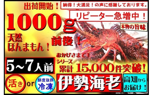 S145 伊勢海老 天然ほんまもん 1 000g前後 活き 高知県東洋町 Au Pay ふるさと納税