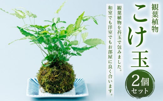 観葉植物 こけ玉 2個 セット 10cm cm 熊本県菊陽町 ふるさと納税 ふるさとチョイス