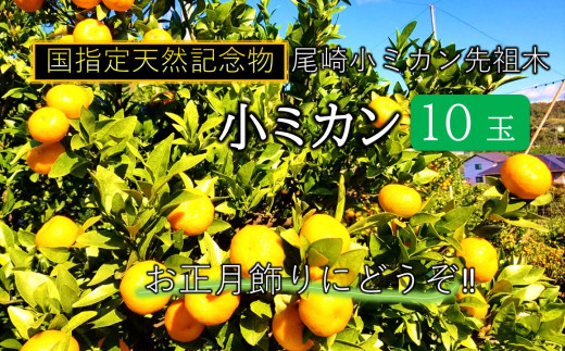 大分県津久見市の津久見の太陽を浴びた幸せの甘いみかん ふるさと納税 ふるさとチョイス