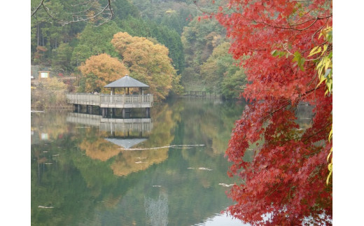 グリーンパーク　秋の大正池