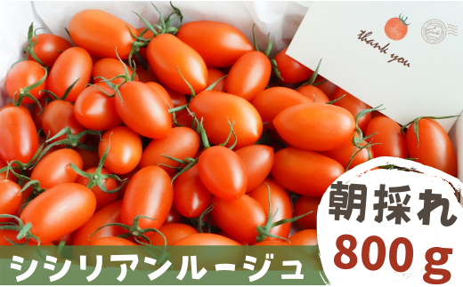 【 800g 】げんき農場の朝採れ シシリアンルージュ ｜ トマト トマト800g 料理 八街 千葉 とまと ミニトマト