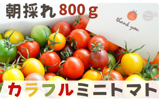 【 800g 】げんき農場の カラフルミニトマト ｜ 5種類食べ比べ トマト ミニトマト トマト800g 八街 千葉 渡辺パイプ 朝どれ 産地直送
