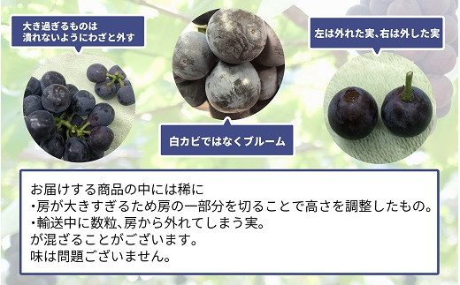 神石高原町産 ニューピオーネ約２ｋｇセット 数量限定22年予約 寄付金の使い道を選択メニューにて ｎ ｉ ｎ ａ 神 石 高 原 を選択してください 広島県神石高原町 ふるさと納税 ふるさとチョイス