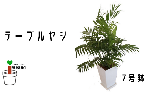 観葉植物 テーブルヤシ7号 Green Base 鹿児島県指宿市 ふるさと納税 ふるさとチョイス