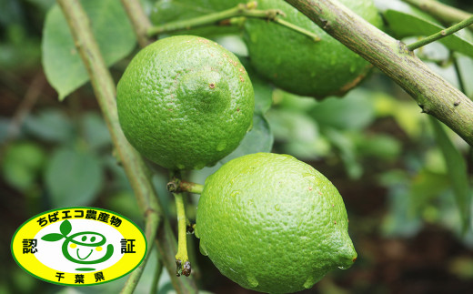 「ちばエコ農産物」にも認証されている“まるごと皮まで食べられる安全安心なレモン”です。