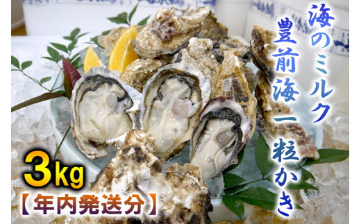 AG-003 【年内発送】海のミルク・豊前海一粒かき（3ｋg） 511253 - 福岡県行橋市