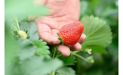 桧山fruitfarm 厳選いちご 2箱 22年1月発送 茨城県常陸太田市 ふるさと納税 ふるさとチョイス