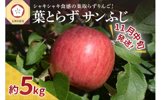 【2024年11月中旬発送】りんご 葉とらず サン ふじ 5kg 程度 青森 贈答【 林檎 リンゴ サンフジ サンふじ 】 1069881 - 青森県五所川原市