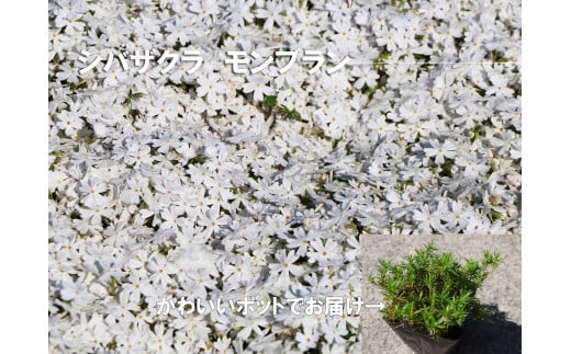 BS152_シバザクラ　モンブラン10個 花 苗 植物 家庭菜園 花壇 プランター ガーデニング 芝桜