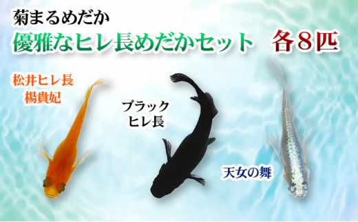 4631 2261 菊まるめだかの 優雅なヒレ長めだかセット 計24匹 香川県東かがわ市 ふるさと納税 ふるさとチョイス