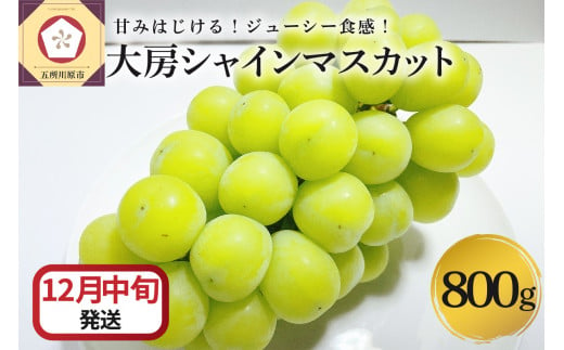 【2024年12月中旬発送】 シャインマスカット 大房 800g 青森産 1064507 - 青森県五所川原市