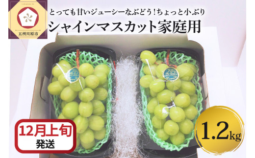 21年12月上旬発送 訳あり シャインマスカット 1 2kg 家庭用 青森 青森県五所川原市 ふるさと納税 ふるさとチョイス