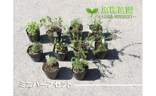 Bs069 ミニハーブセット 花 苗 植物 家庭菜園 花壇 プランター ガーデニング 佐賀県みやき町 ふるさと納税 ふるさとチョイス