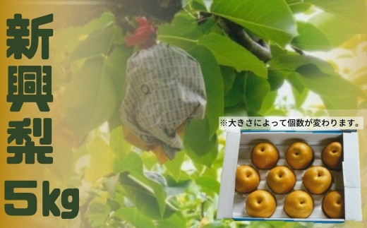  【数量限定】新興梨 5kg箱 11月上旬より順次配送 大分県産 フルーツ