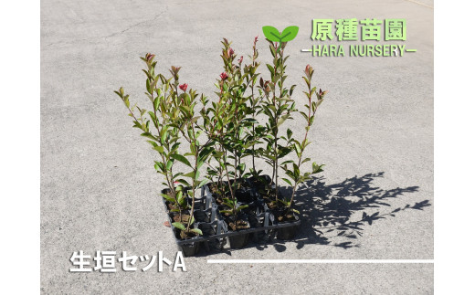 Bs072 生垣セットa 花 苗 植物 家庭菜園 花壇 プランター ガーデニング 佐賀県みやき町 ふるさと納税 ふるさとチョイス