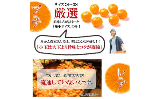 熊本県和水町のふるさと納税 小玉みかん ご家庭用 プチレア 訳ありみかん 13kg | 熊本県 熊本 くまもと 和水町 なごみ ミカン 蜜柑 柑橘 柑橘類 訳あり 小玉 キズ スレ