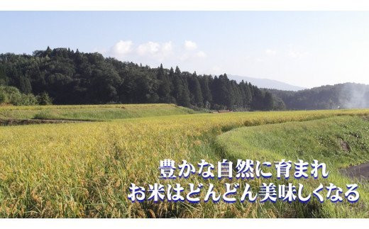 令和5年産】石見産きぬむすめ5kg 白米 玄米 選択可 お取り寄せ 特産 お