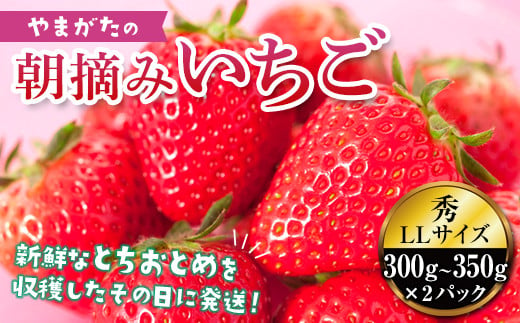《先行予約 2025年度発送》真っ赤に育った冬の贅沢☆朝摘み大粒いちご FSY-0116 283411 - 山形県山形県庁