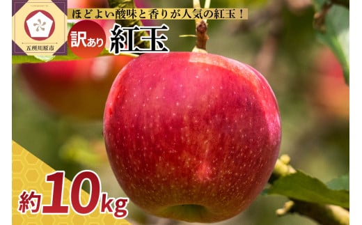 【選べる配送時期】【訳あり】 りんご 10kg 紅玉 アップルパイ に最適 青森 不揃い