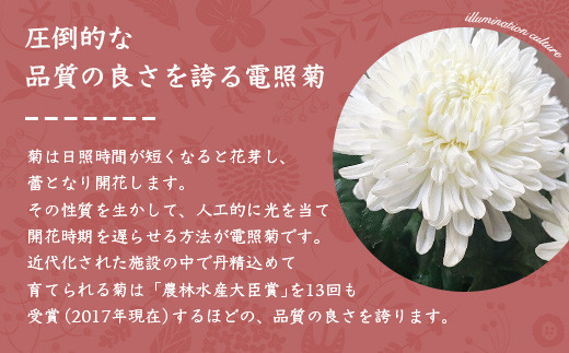 日常に飾りたくなる 菊花 染め輪菊 四季の彩り セット Mm 147 鹿児島県枕崎市 ふるさと納税 ふるさとチョイス