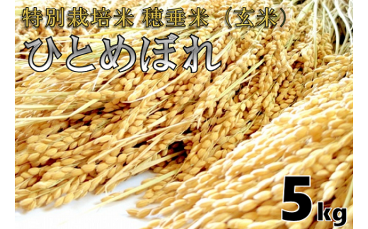 1401)米 精米 白米 特別栽培米 穂垂米 「コシヒカリ」 20kg 【令和5