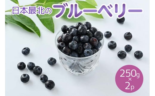 令和6年度産「日本最北のブルーベリー」250g×2パック ≪フルーツ 果物 予約 北海道産 無農薬 積み立て 新鮮≫ 《2024年7月下旬～8月下旬頃出荷》 275527 - 北海道名寄市