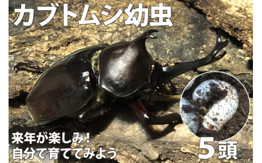 カブトムシ 幼虫 ３令以上 親 ブラックアイ ブラックアイ ５頭 虫ムシ Unzen 長崎県 雲仙市 長崎県雲仙市 ふるさとチョイス ふるさと納税サイト