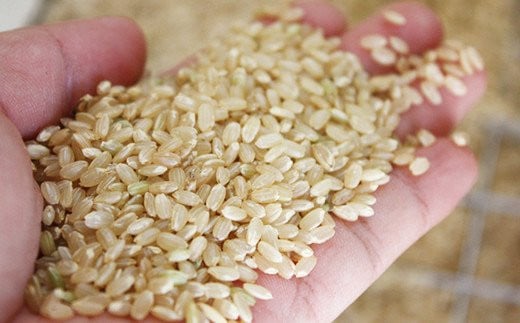 熊本県菊池産 ヒノヒカリ 5kg 玄米 米 お米