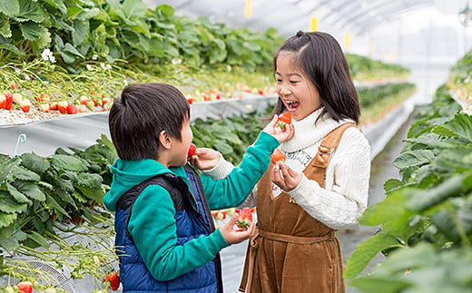 佐賀県佐賀市のふるさと納税 佐賀県産いちご さがほのか＆パールホワイト 紅白セット：B140-008