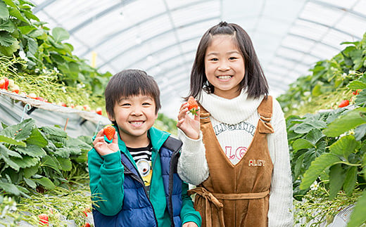 佐賀県佐賀市のふるさと納税 佐賀県産いちご さがほのか＆パールホワイト 紅白セット：B140-008