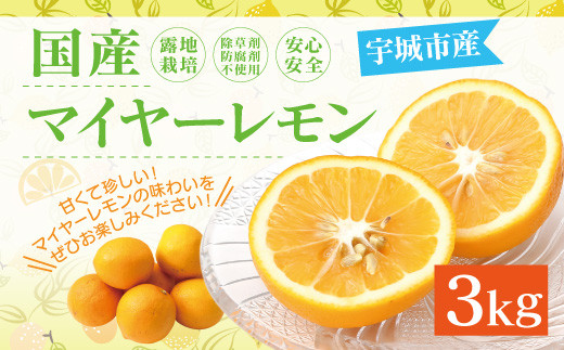 国産 マイヤーレモン 3kg 吉田果樹園 熊本県宇城市産 9月下旬 順次発送予定 熊本県宇城市 ふるさと納税 ふるさとチョイス