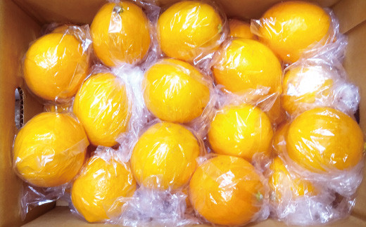 国産 マイヤーレモン 3kg 吉田果樹園 熊本県宇城市産 9月下旬 順次発送予定 熊本県宇城市 ふるさと納税 ふるさとチョイス