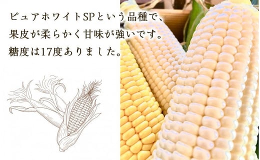 先行予約 糖度17度 北海道産 低農薬栽培とうもろこし ピュアホワイト 10本 北海道札幌市 ふるさと納税 ふるさとチョイス