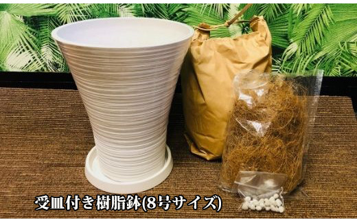 観葉植物 植え替えキット フィカス ベンガレンシス7号と8号鉢への植え替えキット 二回に分けてお届け 弓指園芸 鹿児島県指宿市 ふるさと納税 ふるさとチョイス