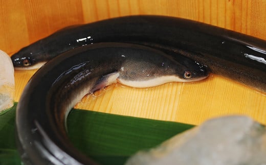 【数量限定】海水育ちの天草藍うなぎ 紅白 5～6尾セット（計約1kg）鰻 蒲焼き 白焼き