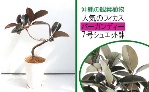 沖縄の観葉植物 人気のフィカス バーガンディー 7号シュエット鉢 沖縄県うるま市 ふるさと納税 ふるさとチョイス