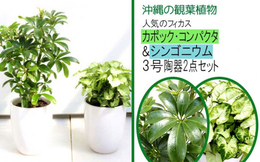 沖縄の観葉植物 カポック コンパクタ シンゴニウム 陶器2点セット 沖縄県うるま市 ふるさと納税 ふるさとチョイス